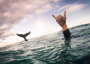 Thanks Kyle Taylor "Hey Byron Bay, this photo was taken by me during a freedive in winter shot with the GoPro Hero 4." Follow Kyle on Instagram www.instagram.com/kylextaylor